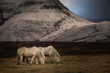 Þar sem þú tilheyrir